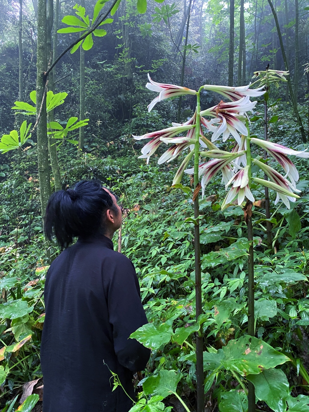 探寻青城山中的野百合,它的魅力与道家内修有何联系?