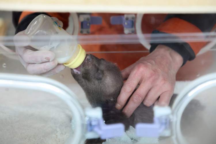 活泼好动的黑猩猩"红豆"和"皮皮"是姐弟俩,保育员赶在春节前