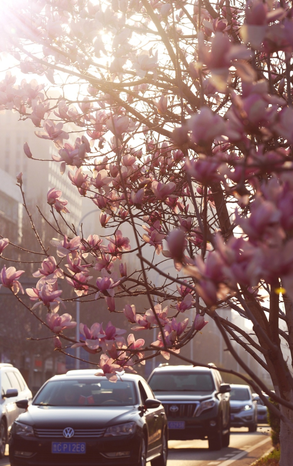 博览组图丨城市春景图