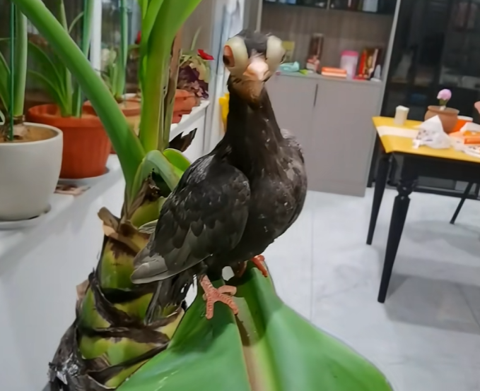 2026年1月爆火金鱼眼鸽子，到底丑还是萌？优缺点评价来了