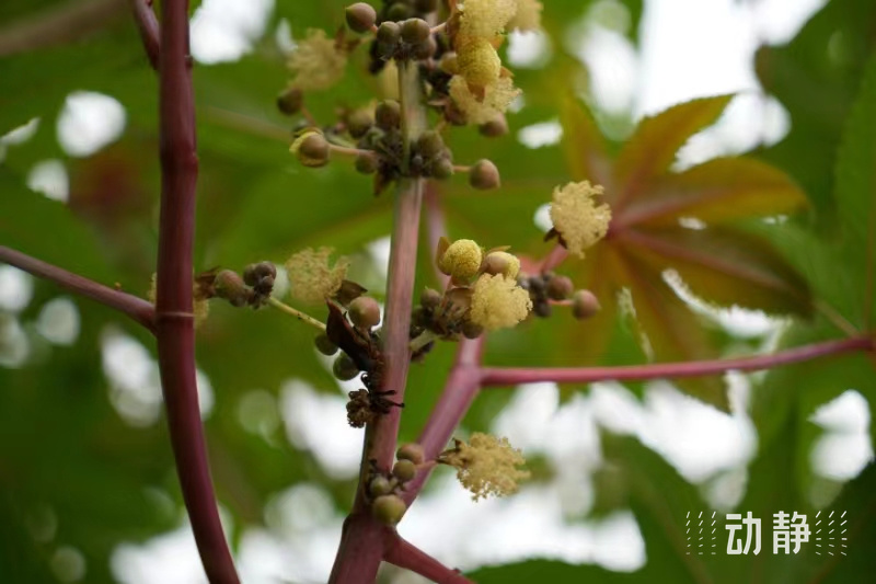 野性贵州 有问必答丨味道很香,可以入药,就是不能吃……_腾讯新闻