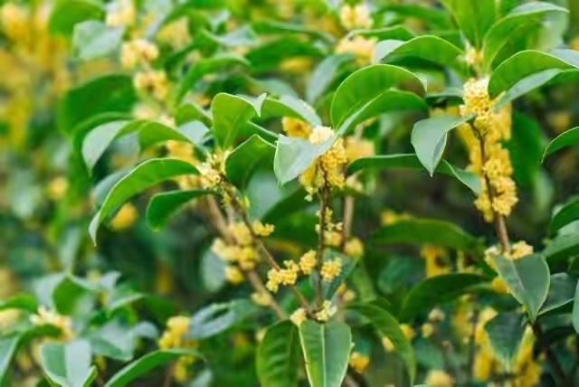 农村俗语:桂花门前立,贵人站门内,啥意思?种桂花有什么讲究?_腾讯新闻