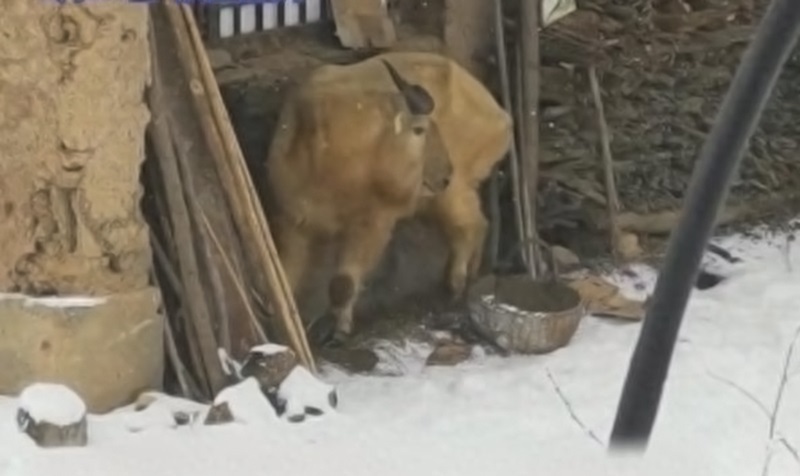 陕西宝鸡发现"黄彪",闯进村庄吃喝拉撒,全村人都来围观神兽_腾讯新闻