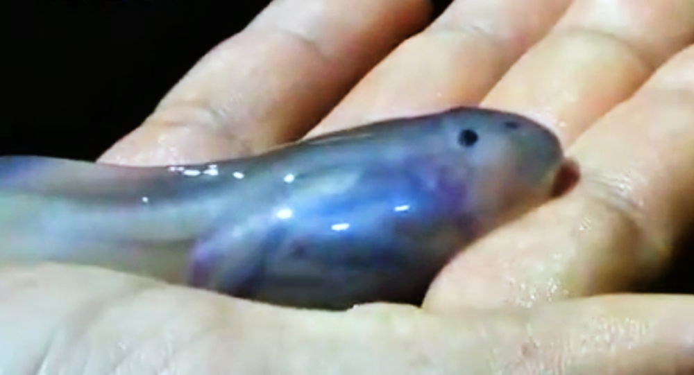 重庆武隆发现神秘巨型蝌蚪,身体透明可见内脏,是哪种生物的幼体?