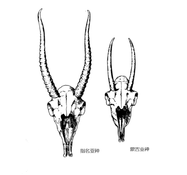 雌羚平均也有36公斤之多,而来自蒙古的雄羚最大也不超过32公斤,羚羊角