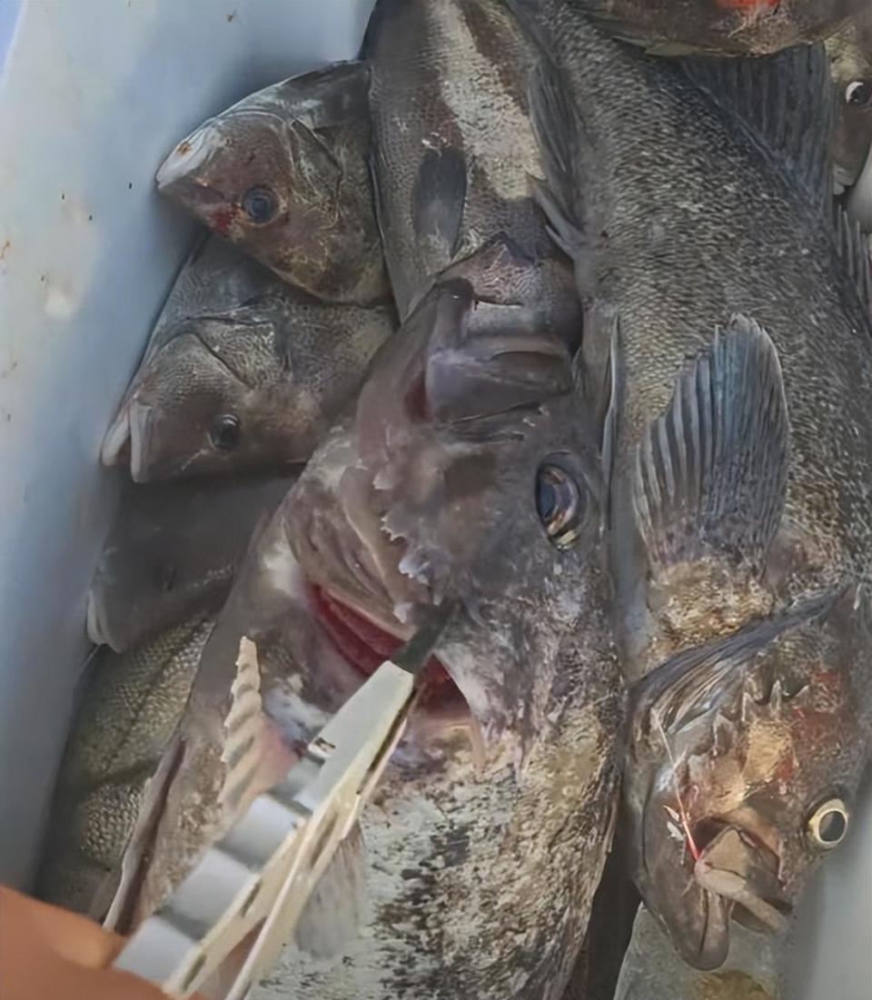 发网上嘚瑟,网友:这鱼酸,不好吃