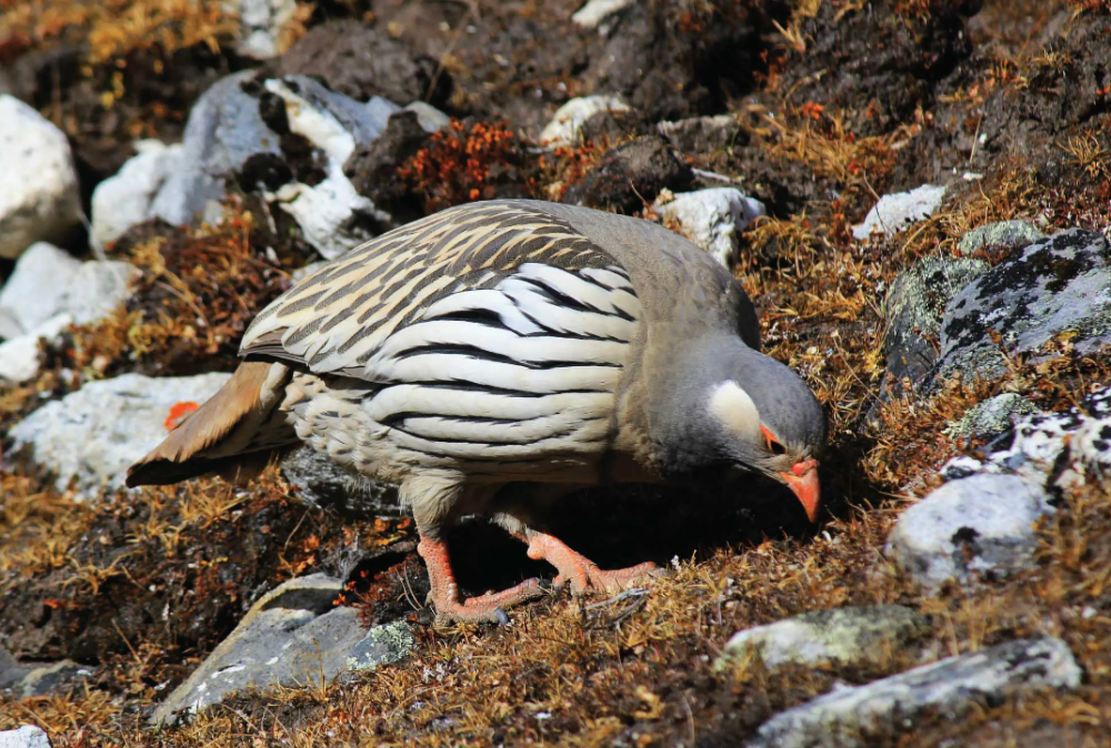 旅客带雪鸡粪便入境被查来源于二级保护动物带这玩意儿干嘛
