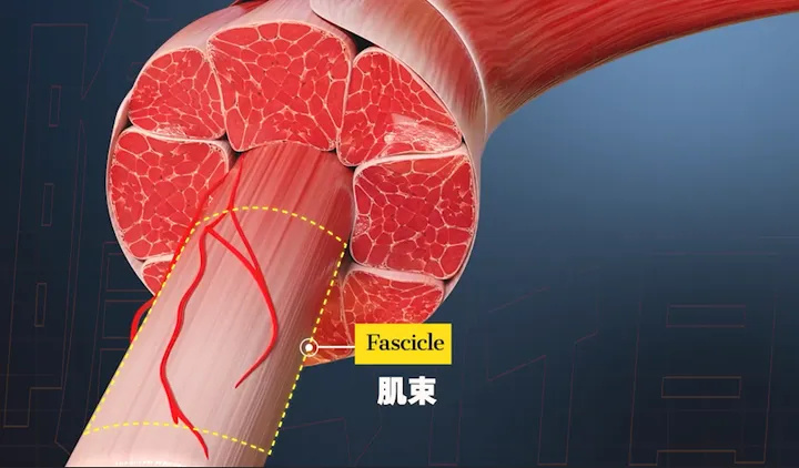 把一根肌束放大,你会发现它由大量的肌纤维组成,每一根肌纤维其实就是