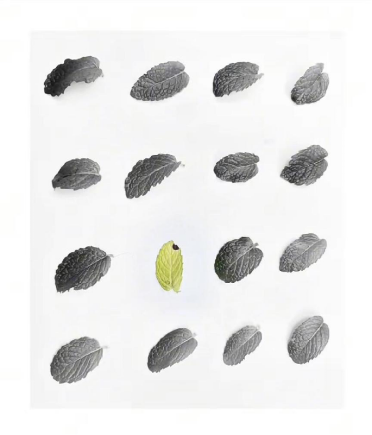 的作业一拍摄一张照片包含元素的镜子;作业二拍摄一张突变构图的照片