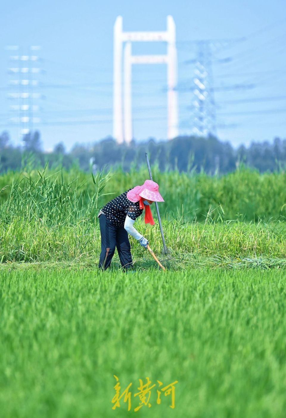 黄河稻田披"绿装" 稻农烈日下劳作忙