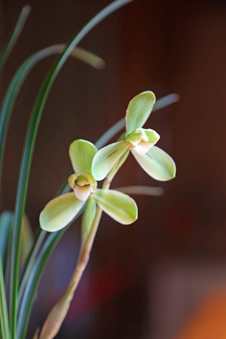 节后首个花展来了!百余个品种春兰"绽放"三个公园,展示"王者之香"_腾