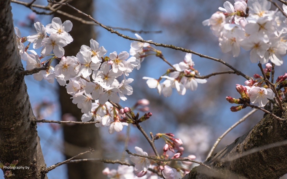 染井吉野樱花语图片