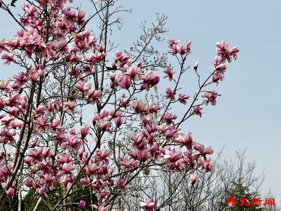 淄博市植物园玉兰花进入最佳观赏期