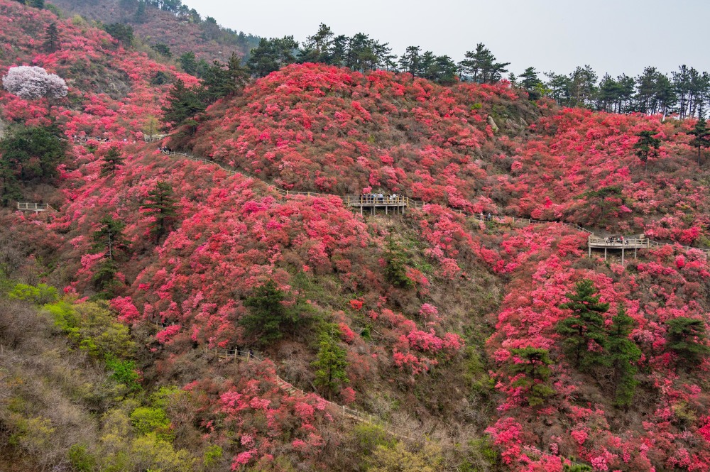 是漫山遍野的映山红_腾讯新闻