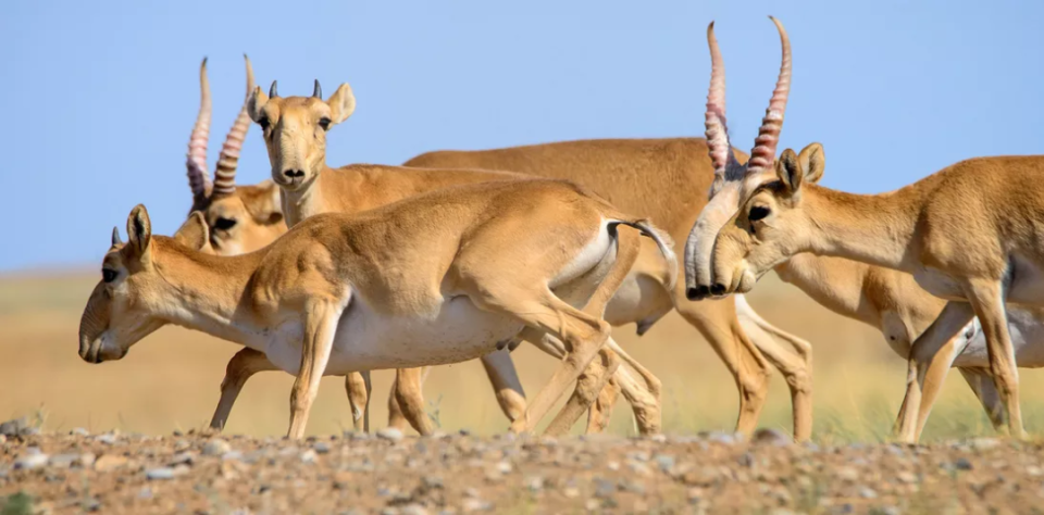 阔别中国60年之久的赛加羚羊,能否重返家乡?_腾讯新闻