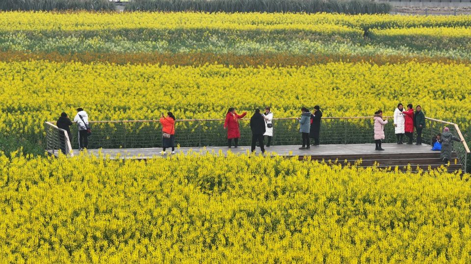 成都新津油菜花开天府农博绽放缤纷色彩