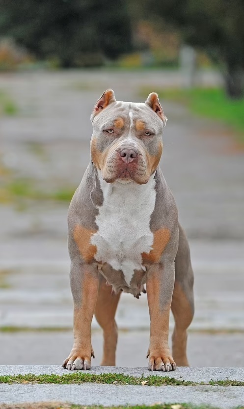 巨型恶霸犬频频施暴!男子被活活咬死,英国决定彻底禁掉它!