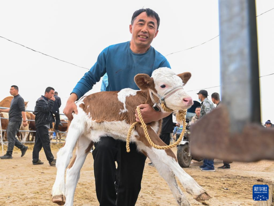 欢喜牲畜交易市场一片繁忙景象,来自全国各地的客商在交易日进行黄牛