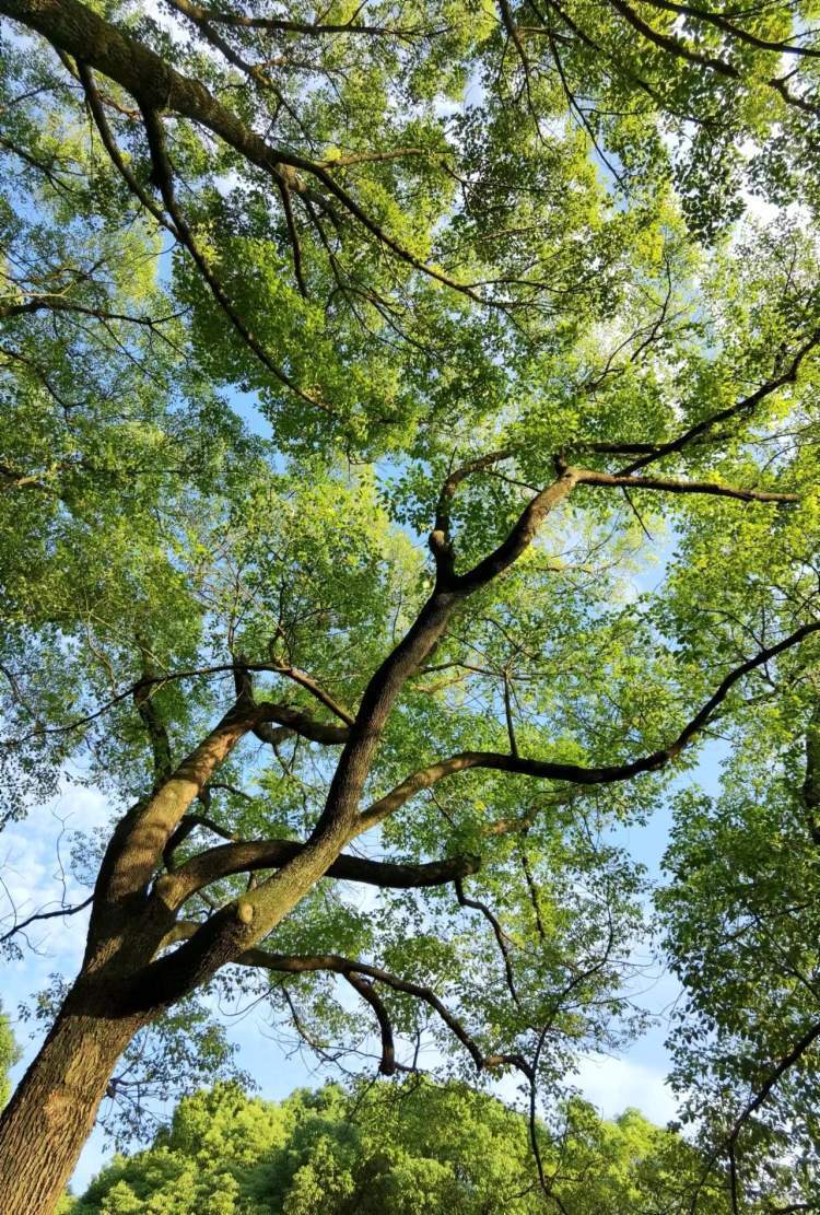 嫩嫩的绿叶告诉我们上海的春天来了