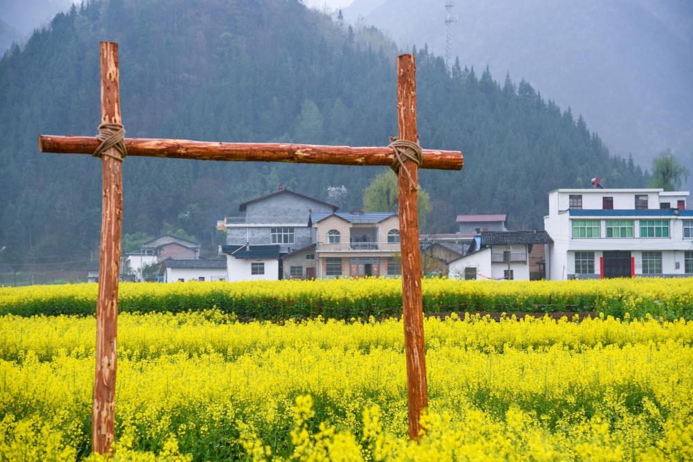 金色花海漫山遍野，汉中油菜花不愧中国最美_腾讯新闻