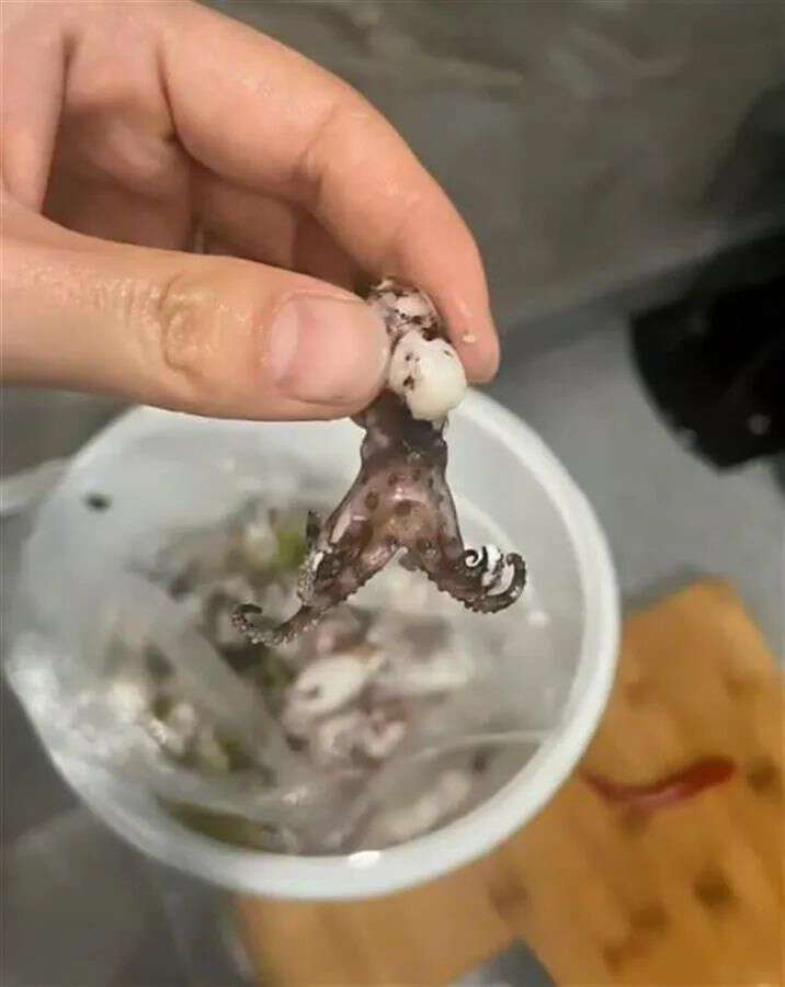 女子买鱿鱼发现是剧毒蓝环章鱼当地市监局介入调查