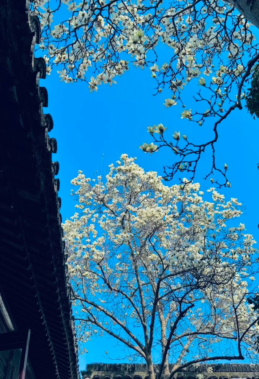 苏州免费赏玉兰花的好去处！太美了~_腾讯新闻