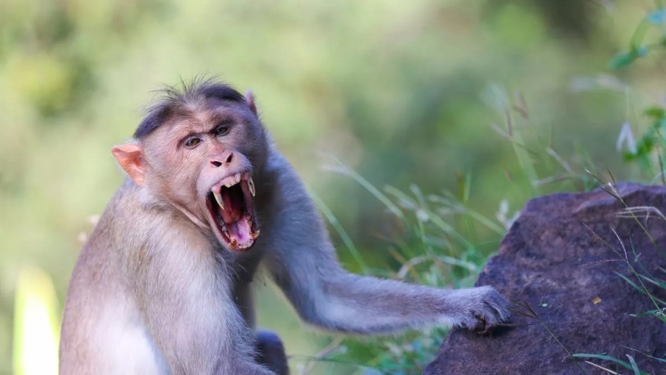 野猴群攻姐妹致一死一伤,多次致成年人死亡的恒河猴,为何屡伤人_腾讯