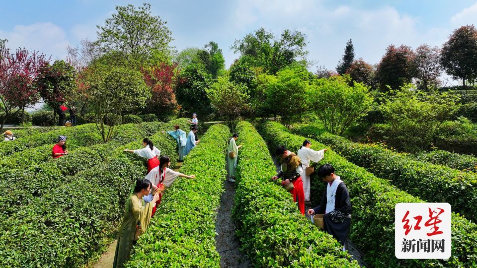 采春茶 品春茗——成都新"十二月市"之第十八届(2024)青城三月三采茶