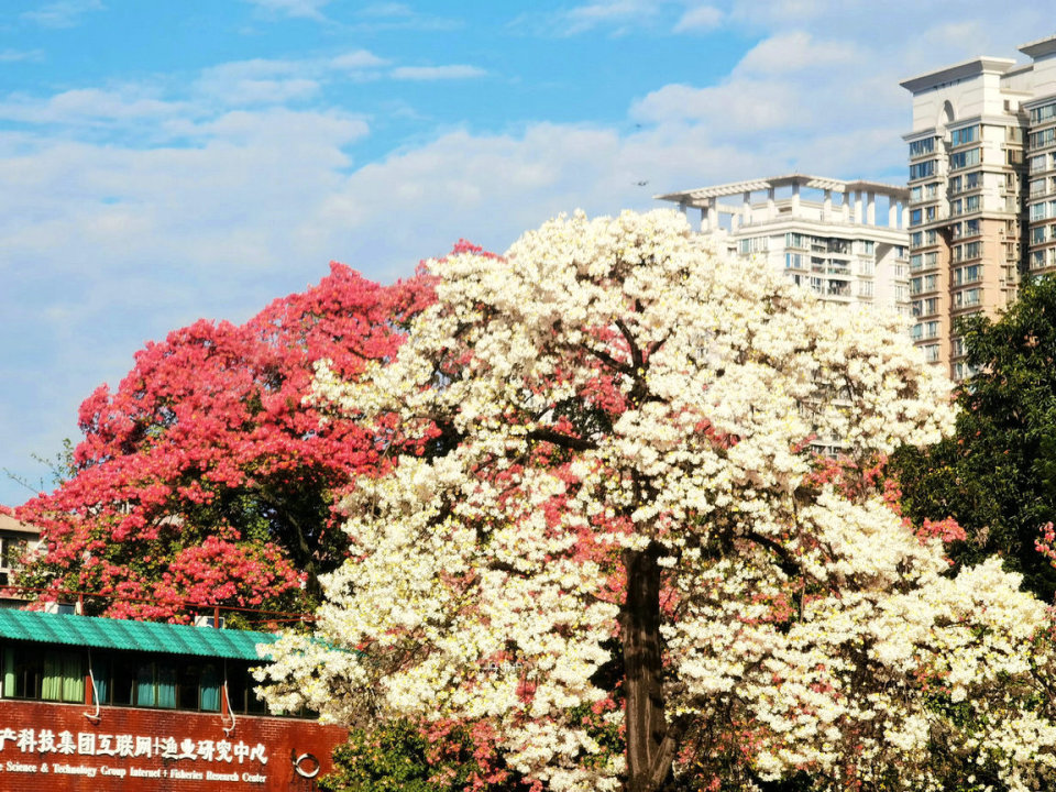 广州稀有的"白花异木棉"惊艳绽放,如霜雪满树,地铁直达0门票
