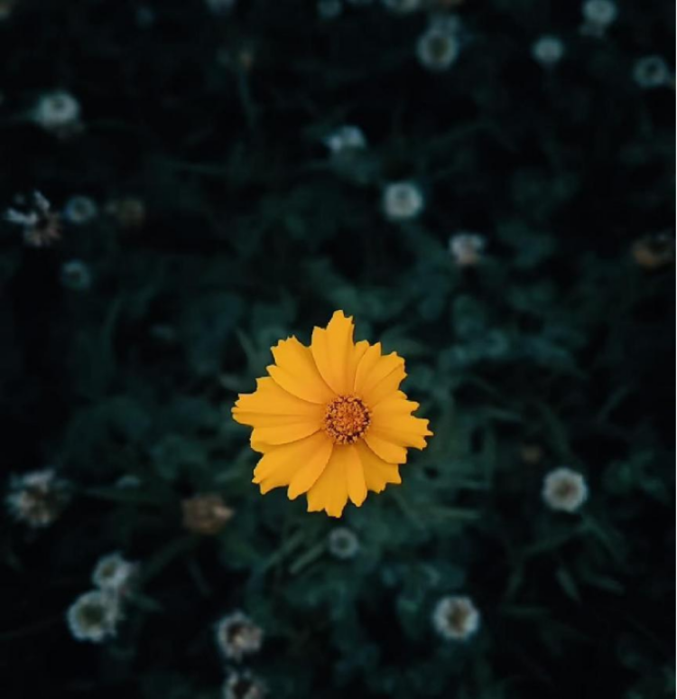 的作业一拍摄一张照片包含元素的镜子;作业二拍摄一张突变构图的照片