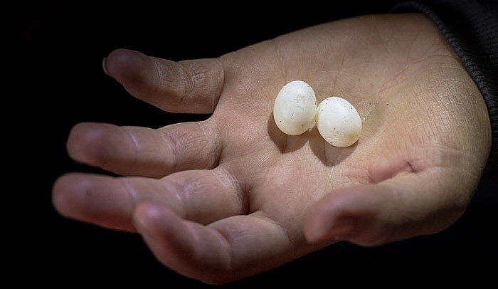 如何组装一只鸭嘴兽?会生蛋的哺乳动物自带毒刺,最奇怪动物实至名归