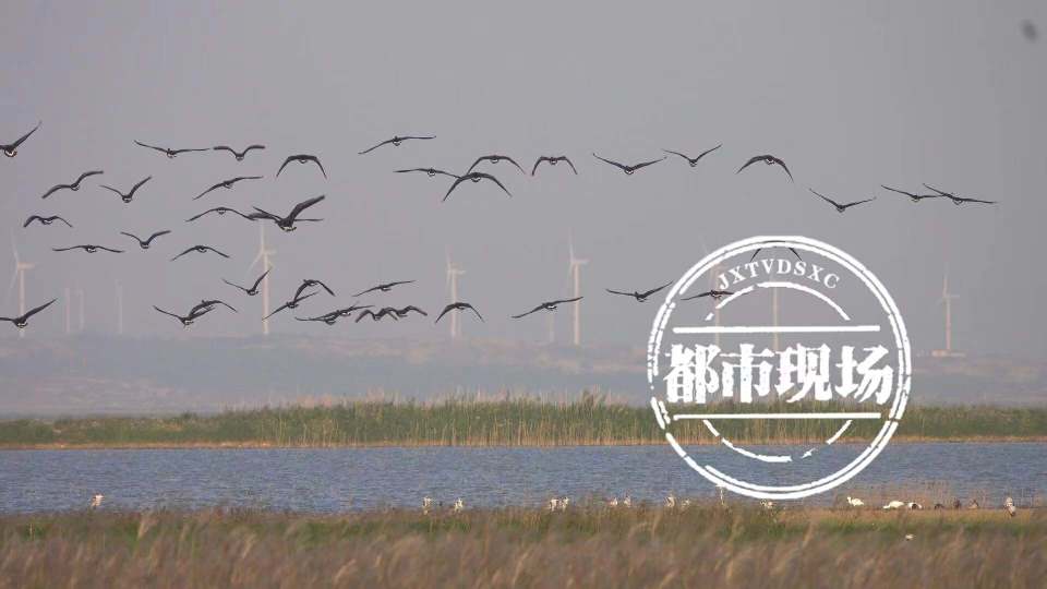 鄱阳湖迎来越冬候鸟迁徙高峰 数量近60余万只_腾讯新闻