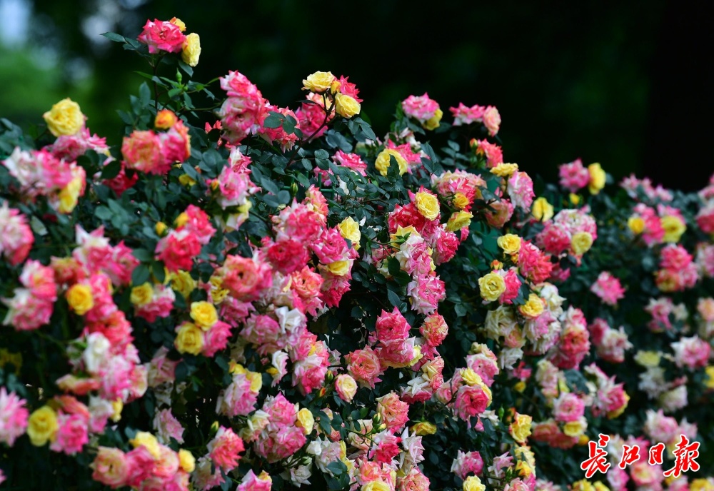 五彩月季续写艳艳春色_腾讯新闻