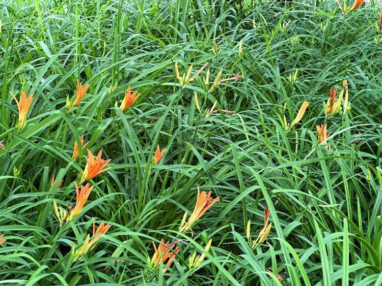 采携一束萱草花,向母亲致以最真的感激;献上一朵