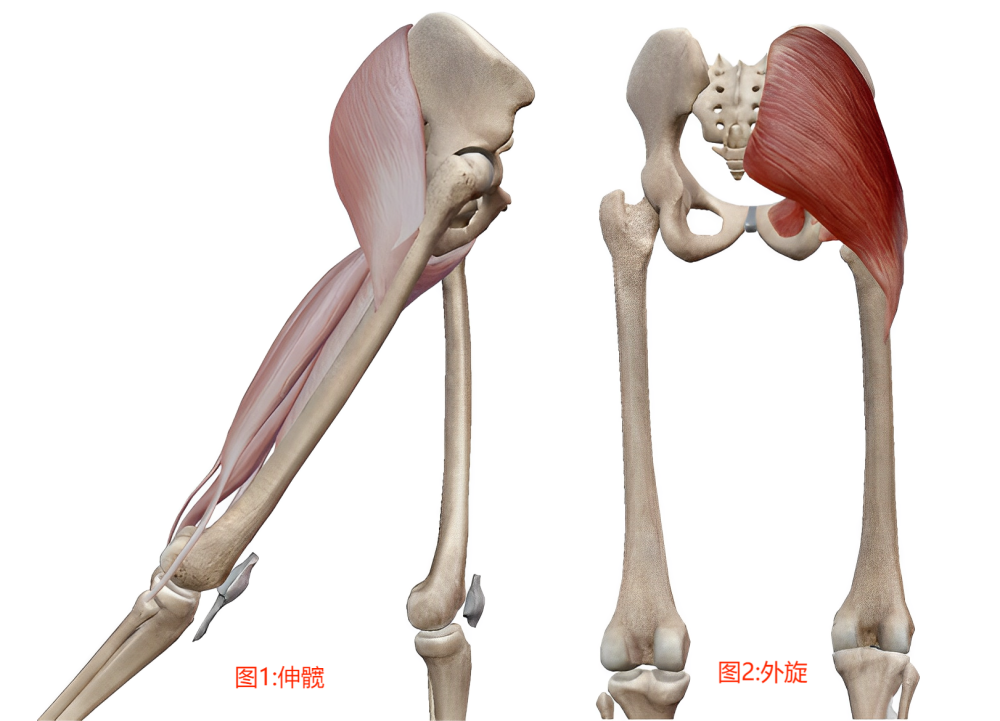 因为臀肌的主要功能包括伸髋肌(图1)和髋外旋肌(图2),稳定骨盆和下肢