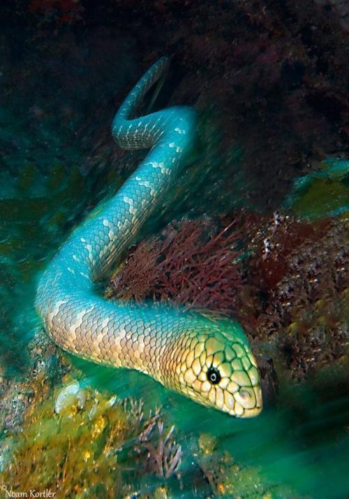 海蛇图片品种图片