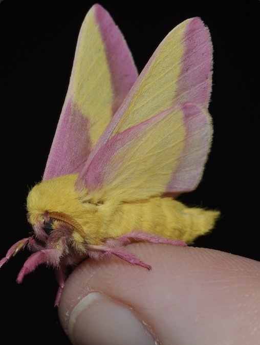 rosy moth图片