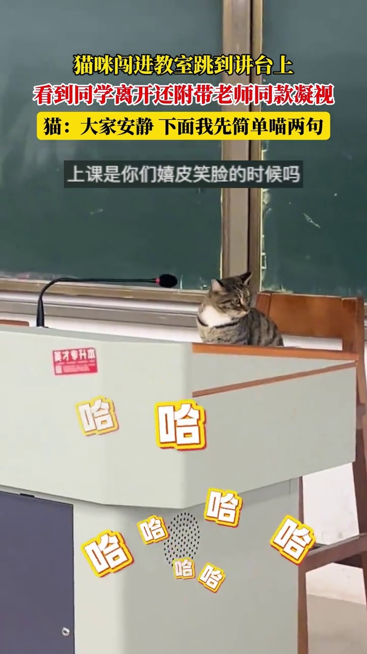 猫咪闯进教室跳到讲台上，看到同学离开还附带老师同款凝视_腾讯新闻