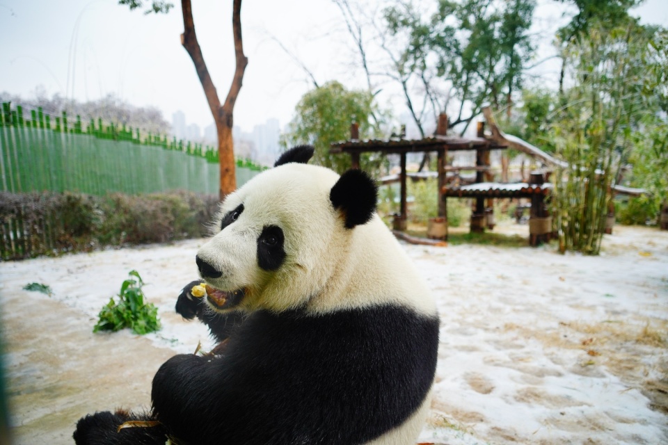 武汉动物园成"冰雪大世界",它们不怕冷_腾讯新闻