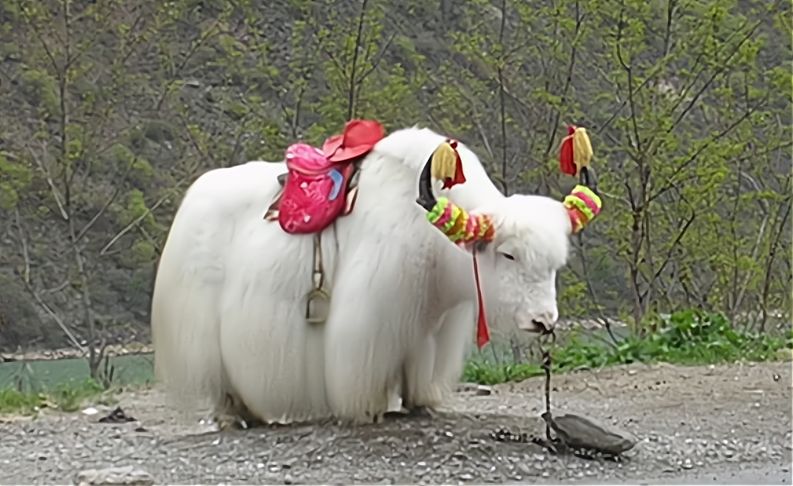 诸暨街头惊现白色牦牛狂奔?
