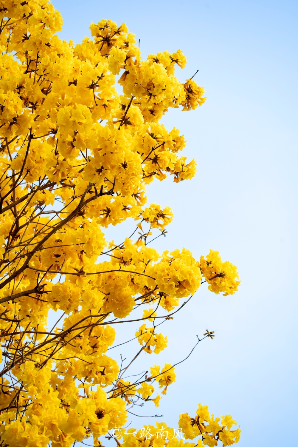 广州又火了,全城热追黄花风铃木,往年的"网红"今年继续刷屏