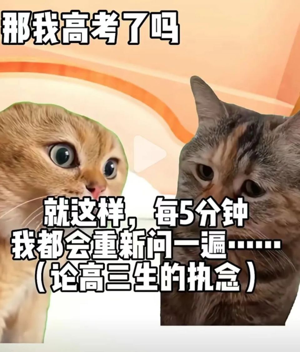 猫meme何以风靡互联网？-腾讯新闻