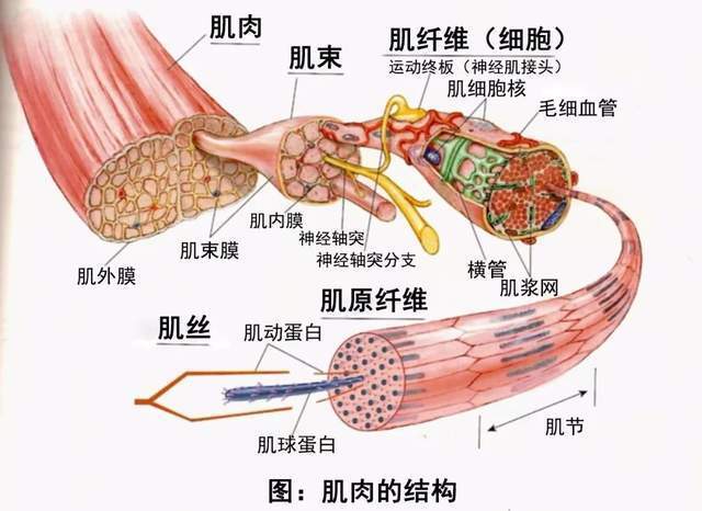 腿部横截面积增加,那么全身肌肉的横截面积也会同步增加,手部肌肉横