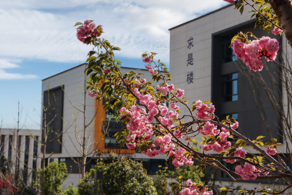 重庆城市科技学院园花正好,新绿已开,满树和娇烂漫红,万枝丹彩灼