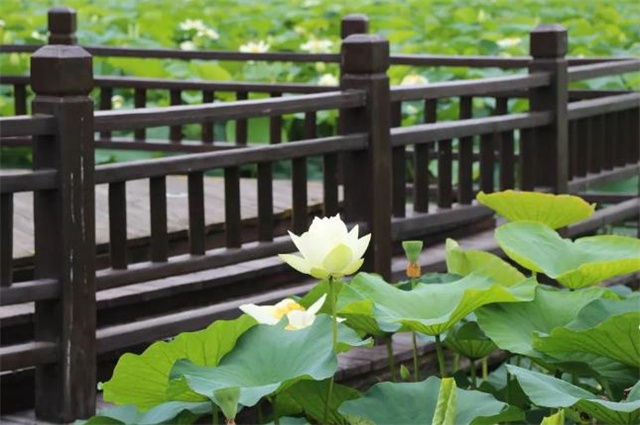 古词勾栏，从李商隐“帘轻幕重金钩栏”，到刀郎“勾栏从来扮高雅”_腾讯新闻