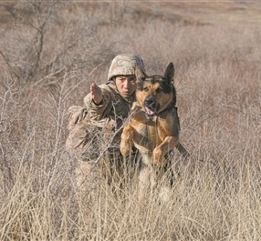 軍犬敖龍的第五百次巡邏