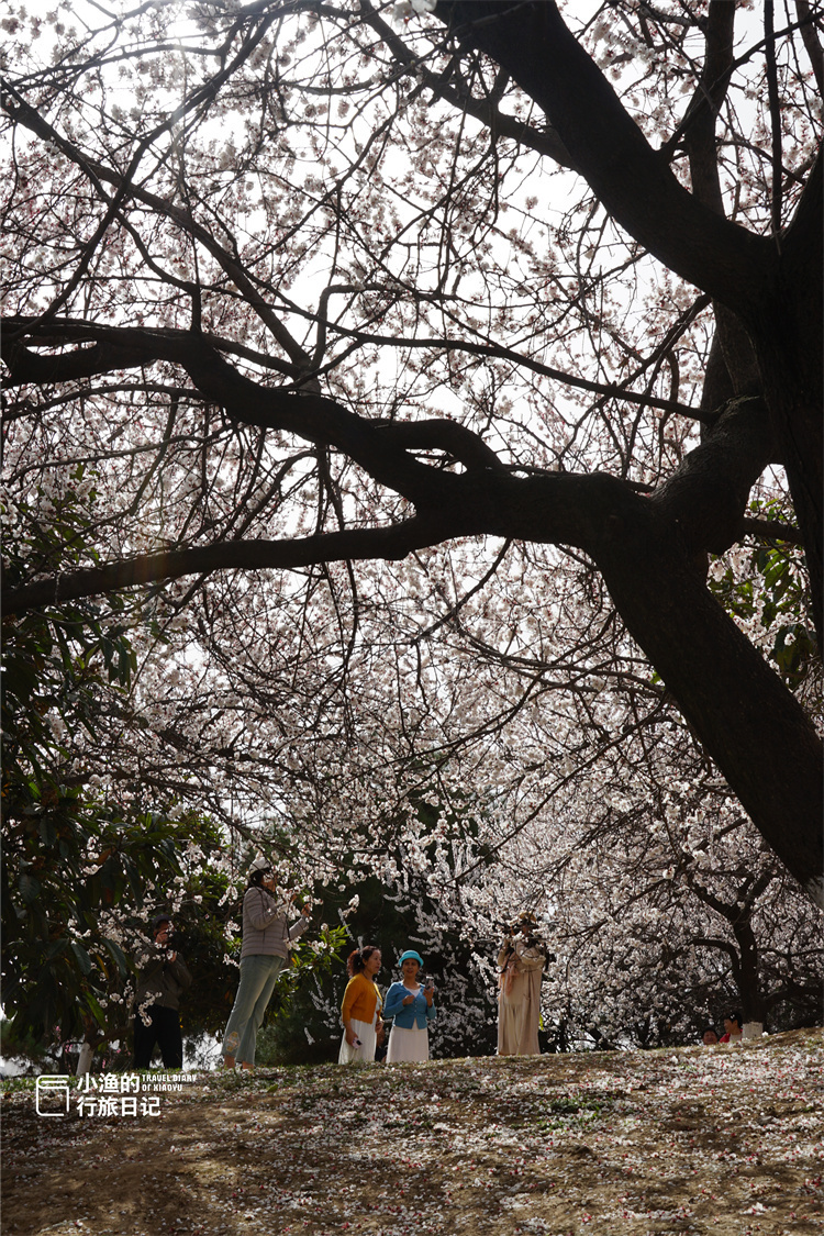 西安环山路花海图片