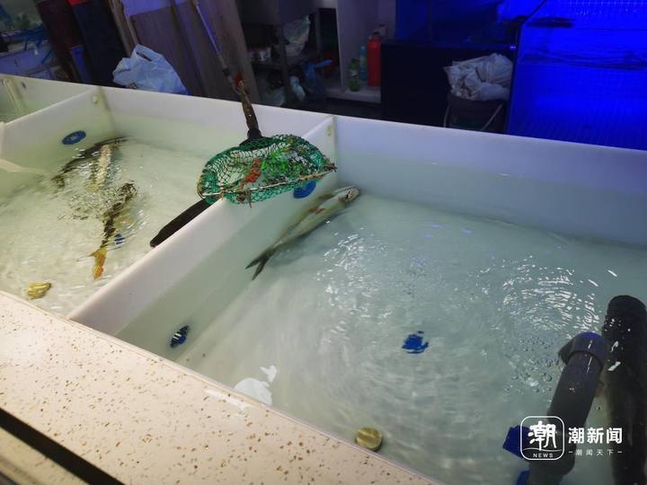 记者 陈颖 摄捕捞到存样,都改进了能买到的西湖鱼更多也更新鲜"西湖