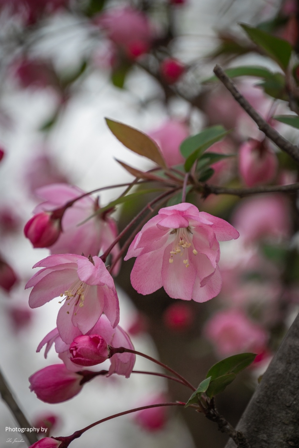 无锡梅园海棠花盛开了