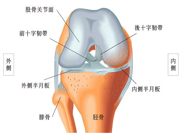 首先我们还是先了解一下半月板撕裂伤病,在胫骨关节面上侧和外侧由